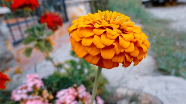 Flor Buganvilla Anaranjada Aislada Sobre Fondo Verde Natural — Foto de Stock