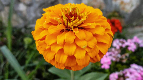 自然の緑の背景に隔離されたオレンジブーゲンビリアの花 — ストック写真
