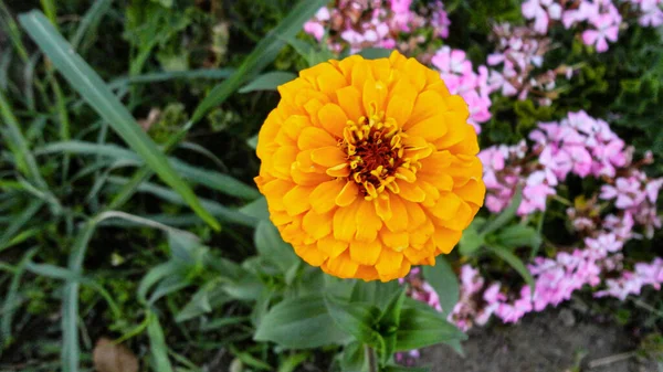 Flor Buganvilla Anaranjada Aislada Sobre Fondo Verde Natural — Foto de Stock