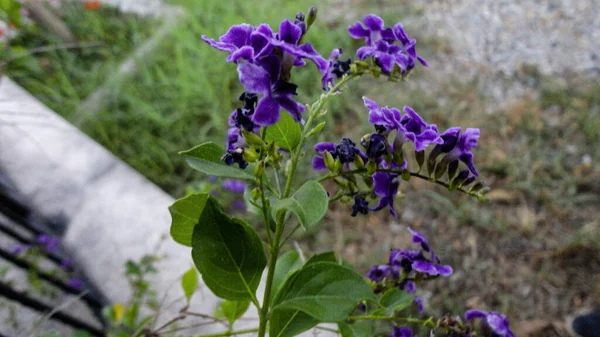 Fleur Bougainvilliers Pourpre Isolée Sur Fond Vert Naturel — Photo