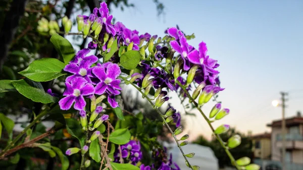 자연환경의 배경에 고립되어 자주색의 꽃송이 — 스톡 사진