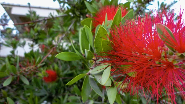 Fleur Minuscule Couleur Rouge Biologique Dans Jardin Botanique Naturel — Photo