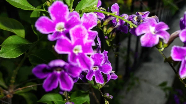 Lila Bougainvillea Blume Isoliert Auf Natürlichem Grünen Hintergrund — Stockfoto