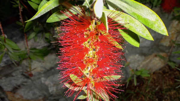 Fleur Minuscule Couleur Rouge Biologique Dans Jardin Botanique Naturel — Photo