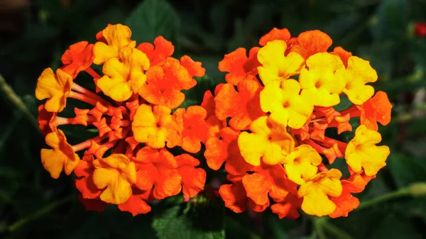 Fleur Bougainvillier Orange Isolée Sur Fond Vert Naturel — Photo