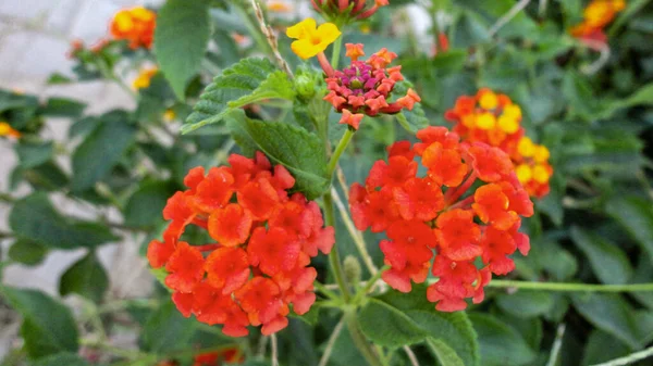 Fleur Bougainvillier Orange Isolée Sur Fond Vert Naturel — Photo