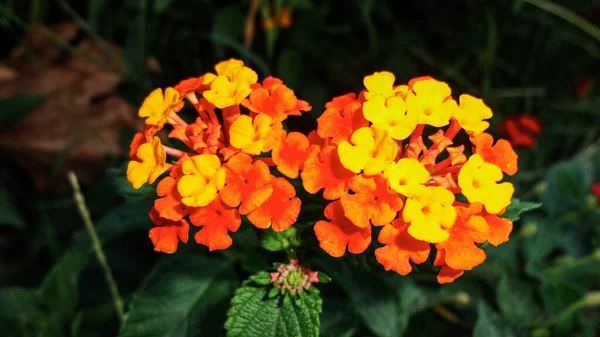 Fleur Bougainvillier Orange Isolée Sur Fond Vert Naturel — Photo