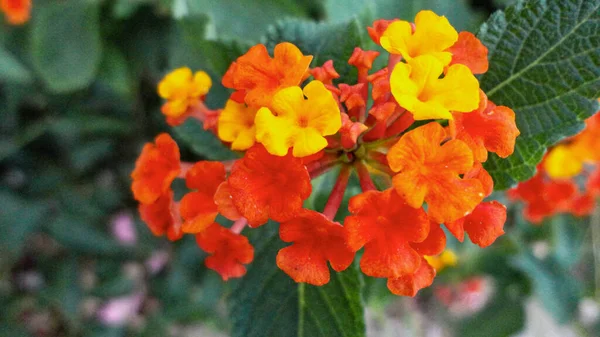 Fleur Bougainvillier Orange Isolée Sur Fond Vert Naturel — Photo