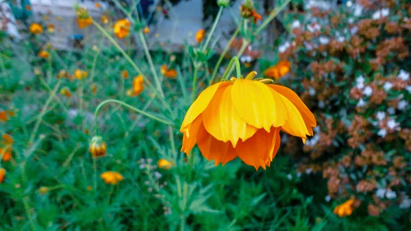 Doğal Yeşil Arka Planda Izole Edilmiş Turuncu Begonvil Çiçeği — Stok fotoğraf