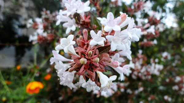 自然の緑の背景に隔離されたカラフルなブーゲンビリアの花 — ストック写真