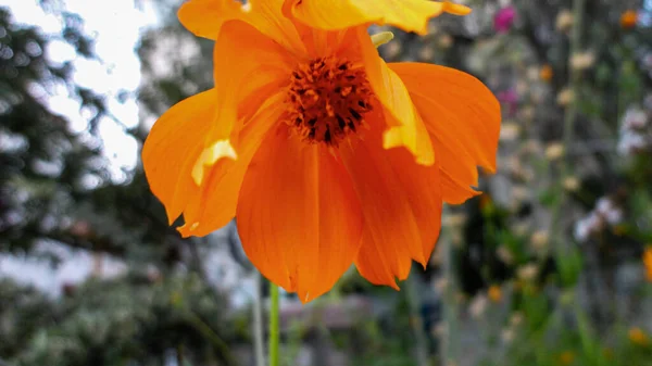 Πορτοκαλί Μπουκαμβίλιες Λουλούδι Που Απομονώνονται Φυσικό Πράσινο Φόντο — Φωτογραφία Αρχείου