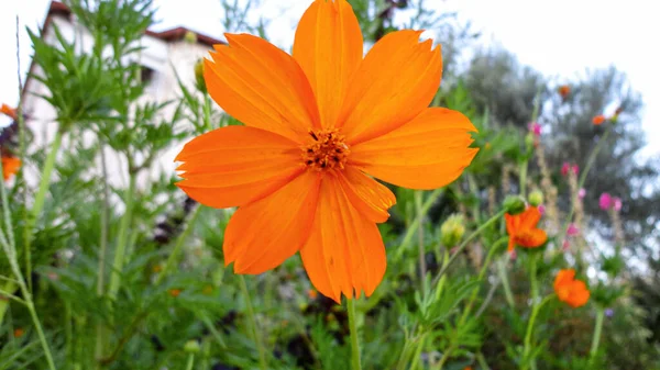 Апельсиновый Цветок Бугаинвиллеи Изолирован Естественном Зеленом Фоне — стоковое фото