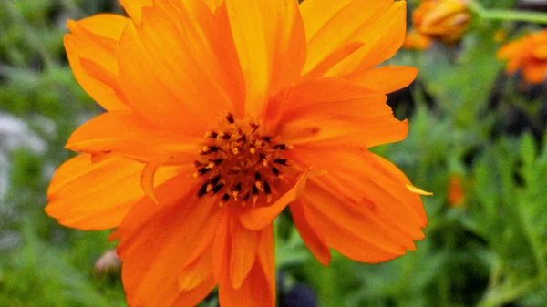 Orange Bougainvillea Blume Isoliert Auf Natürlichem Grünen Hintergrund — Stockfoto