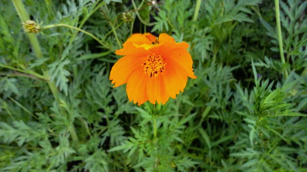 Flor Buganvilla Anaranjada Aislada Sobre Fondo Verde Natural — Foto de Stock