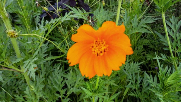 Апельсиновый Цветок Бугаинвиллеи Изолирован Естественном Зеленом Фоне — стоковое фото
