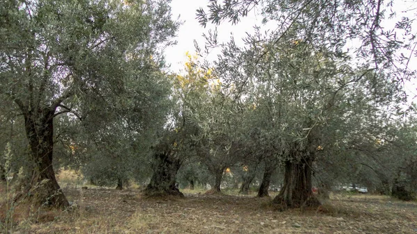 Olgunlaşmamış Olgunlaşmamış Zeytin Yapraklarıyla Zeytin Ağacı Eski Zeytin Dalından Sarkan — Stok fotoğraf