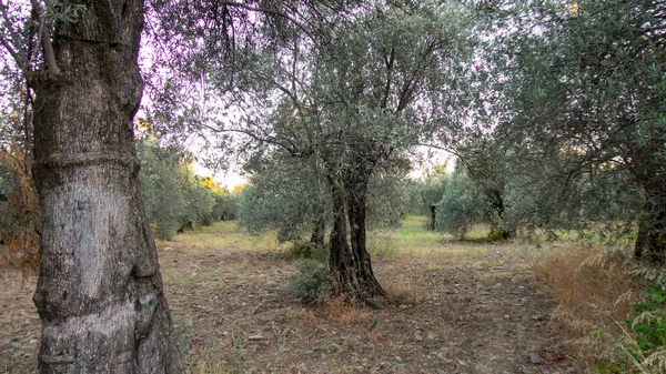 Unripe and immature olives with leaves in olive tree. Untouched olives hanging from the branch of the old olive tree
