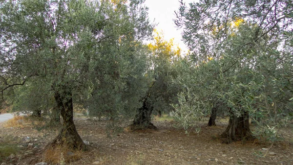 Unripe and immature olives with leaves in olive tree. Untouched olives hanging from the branch of the old olive tree