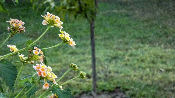 自然の緑の背景に隔離されたカラフルなブーゲンビリアの花 — ストック写真