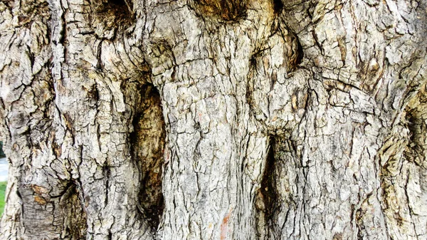 Eski Dokulu Gövdesi Olan Zeytin Ağacı Birbirine Dolanmış Yaşlı Zeytin — Stok fotoğraf