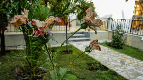 Organiczny Beżowy Kwiat Róży Naturalnym Ogrodzie Botanicznym — Zdjęcie stockowe