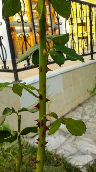 植物園の有機バラの花のとげ — ストック写真