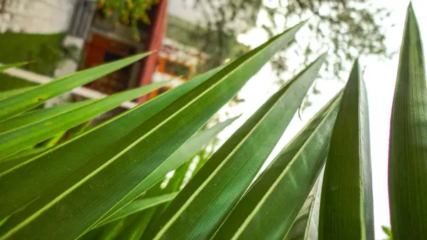 Las Hojas Afiladas Una Palmera Hoja Palma Sobre Naturaleza Textura — Foto de Stock