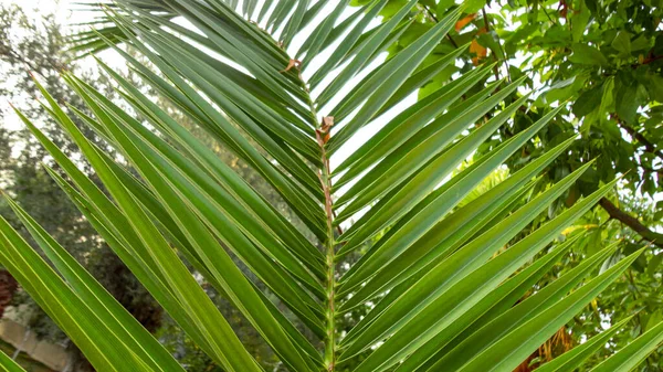 Bir Palmiye Ağacının Keskin Yaprakları Doğa Yeşil Doku Arka Planında — Stok fotoğraf