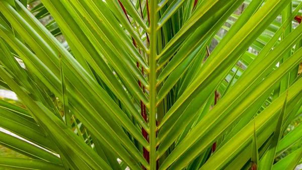 The sharp leaves of a palm tree.  Palm leaf on nature green texture background