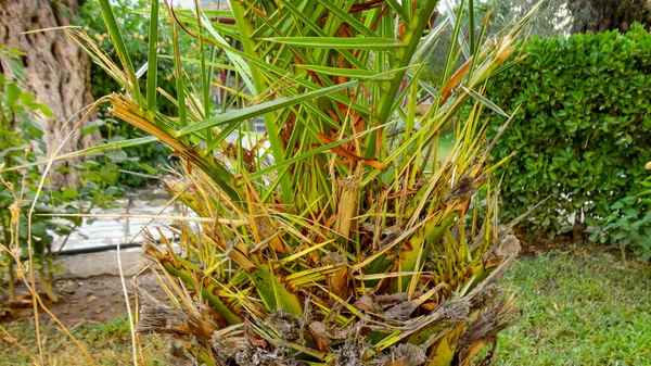 The sharp leaves of a palm tree.  Palm leaf on nature green texture background