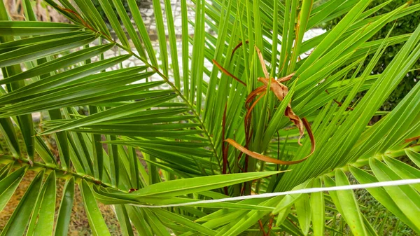 Острые Листья Пальмы Пальмовый Лист Зеленом Фактурном Фоне — стоковое фото