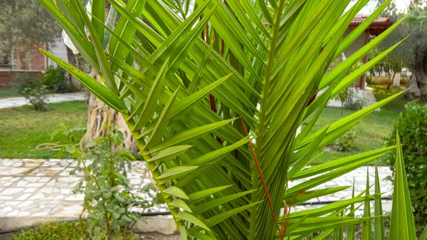 Las Hojas Afiladas Una Palmera Hoja Palma Sobre Naturaleza Textura — Foto de Stock