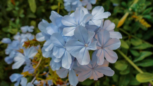 Цветок Бугенвиллии Выделенный Естественном Зеленом Фоне — стоковое фото