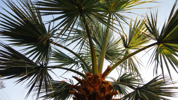 Les Feuilles Acérées Palmier Feuille Palmier Sur Fond Texture Verte — Photo