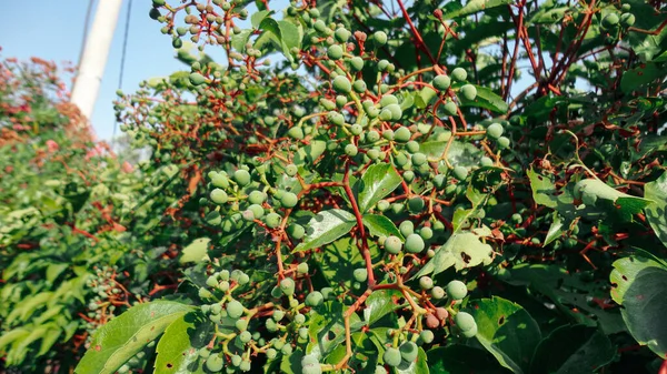 葉が付いている未熟で未熟なワインブドウ 自然の中で栽培されているブドウ栽培 — ストック写真