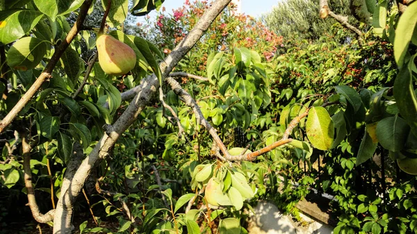 Maçãs Verdes Orgânicas Frescas Penduradas Ramo Árvore Pomar Maçãs — Fotografia de Stock