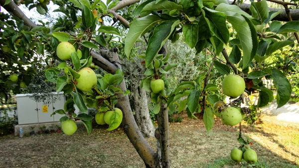 Čerstvá Organická Zelená Jablka Visící Větve Stromu Jablečném Sadě — Stock fotografie