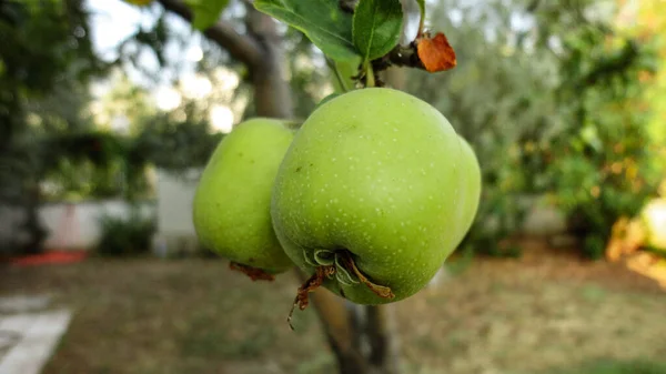 Maçãs Verdes Orgânicas Frescas Penduradas Ramo Árvore Pomar Maçãs — Fotografia de Stock