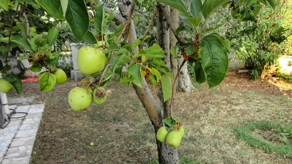 Friss Organikus Zöld Alma Lóg Faágról Egy Almás Gyümölcsösben — Stock Fotó
