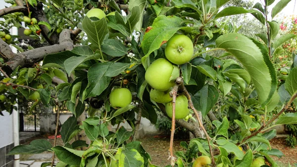 Φρέσκα Βιολογικά Πράσινα Μήλα Που Κρέμονται Από Κλαδί Του Δέντρου — Φωτογραφία Αρχείου