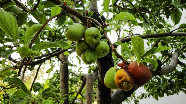 Friss Organikus Zöld Alma Lóg Faágról Egy Almás Gyümölcsösben — Stock Fotó
