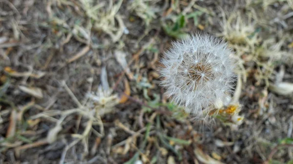 Beyaz Karahindiba Çiçeği Tohumlar Doğal Arkaplanda — Stok fotoğraf