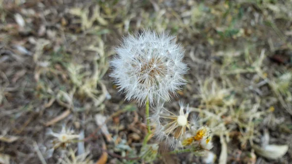 自然の中で白いタンポポの花と種子 — ストック写真