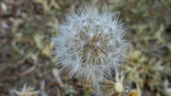 Белый Цветок Одуванчика Семена Естественном Фоне — стоковое фото