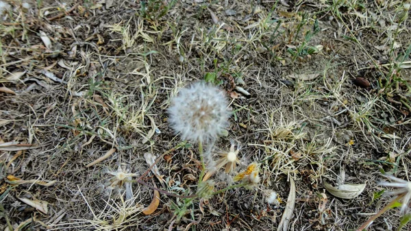 Vit Maskros Blomma Och Frön Naturlig Bakgrund — Stockfoto