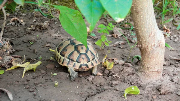 土の土地を歩く小さな亀を閉じます 庭を歩く亀 — ストック写真