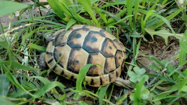 靠近走在土壤上的小乌龟 乌龟在花园里散步 — 图库照片
