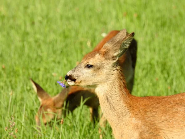 Deer Eating Flower Standing Grass — Stock Photo, Image