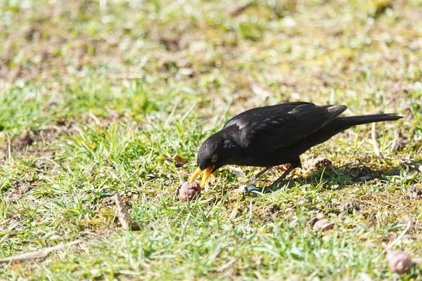 Amsel Pflückt Apfel Nahaufnahme Deutschland — Stockfoto