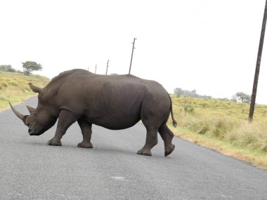Siyah gergedan yolun karşıdan karşıya